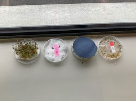 Miss G’s Class: Plant Growth Experiment