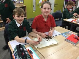 Excavating Viking Poo! (Y6 R20)