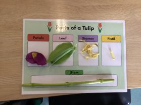 Dissecting tulips in Mrs Thompson’s Year 3 class 🌷